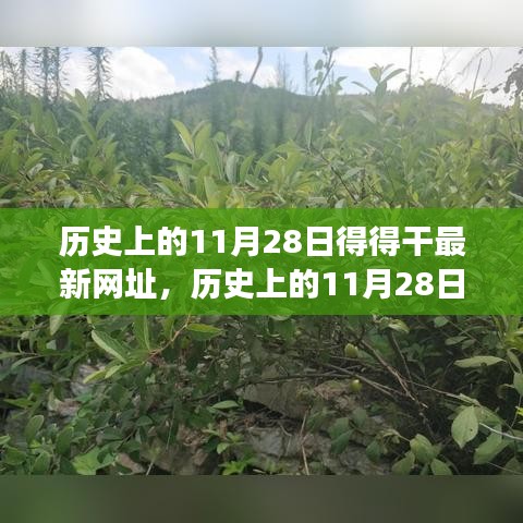 歷史上的11月28日，追尋自然美景之旅，探索內(nèi)心寧靜港灣的新網(wǎng)址揭秘