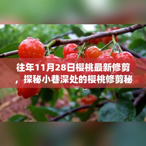 探秘櫻桃修剪秘境，揭秘11月28日修剪技藝的奇妙之旅