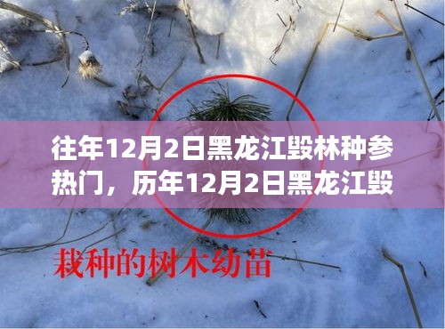 黑龍江毀林種參事件回顧，探尋背后的故事與啟示，歷年12月2日熱門事件聚焦