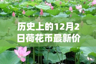 小紅書帶你穿越金融時光，歷史上的荷花幣最新價格表（12月2日版）