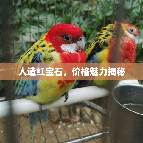 人造紅寶石，價格魅力揭秘