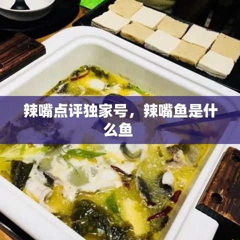 辣嘴點評獨家號，辣嘴魚是什么魚 