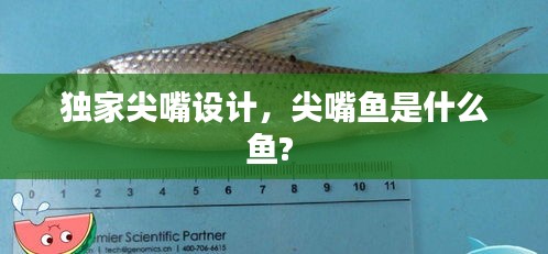 獨家尖嘴設(shè)計，尖嘴魚是什么魚? 