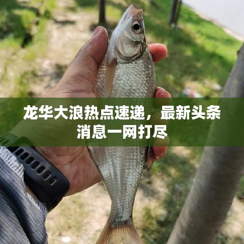 龍華大浪熱點速遞，最新頭條消息一網(wǎng)打盡