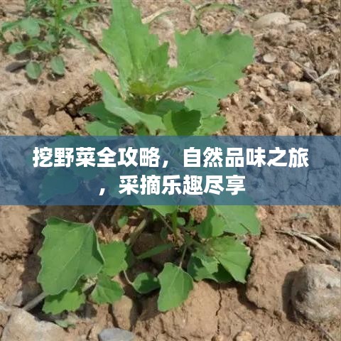 挖野菜全攻略，自然品味之旅，采摘樂趣盡享