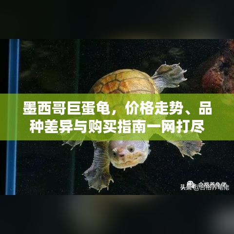 墨西哥巨蛋龜，價格走勢、品種差異與購買指南一網(wǎng)打盡