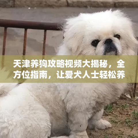 天津養(yǎng)狗攻略視頻大揭秘，全方位指南，讓愛犬人士輕松養(yǎng)寵！