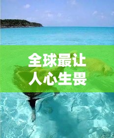 全球最讓人心生畏懼的海豹排名大揭秘！