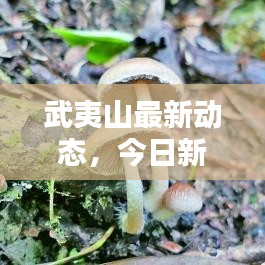 武夷山最新動(dòng)態(tài)，今日新聞速遞