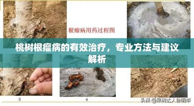 桃樹根瘤病的有效治療，專業(yè)方法與建議解析