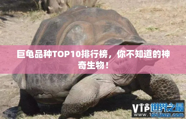 巨龜品種TOP10排行榜，你不知道的神奇生物！