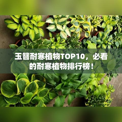 玉簪耐寒植物TOP10，必看的耐寒植物排行榜！