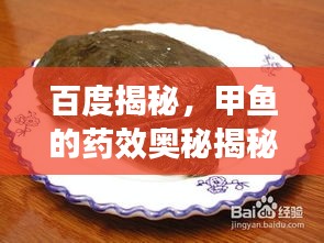 百度揭秘，甲魚的藥效奧秘揭秘！