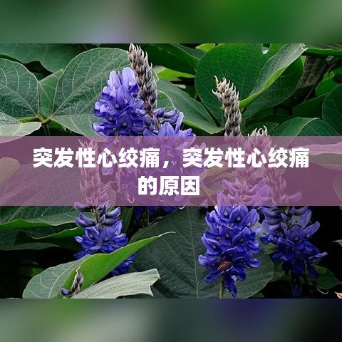 突發(fā)性心絞痛，突發(fā)性心絞痛的原因 